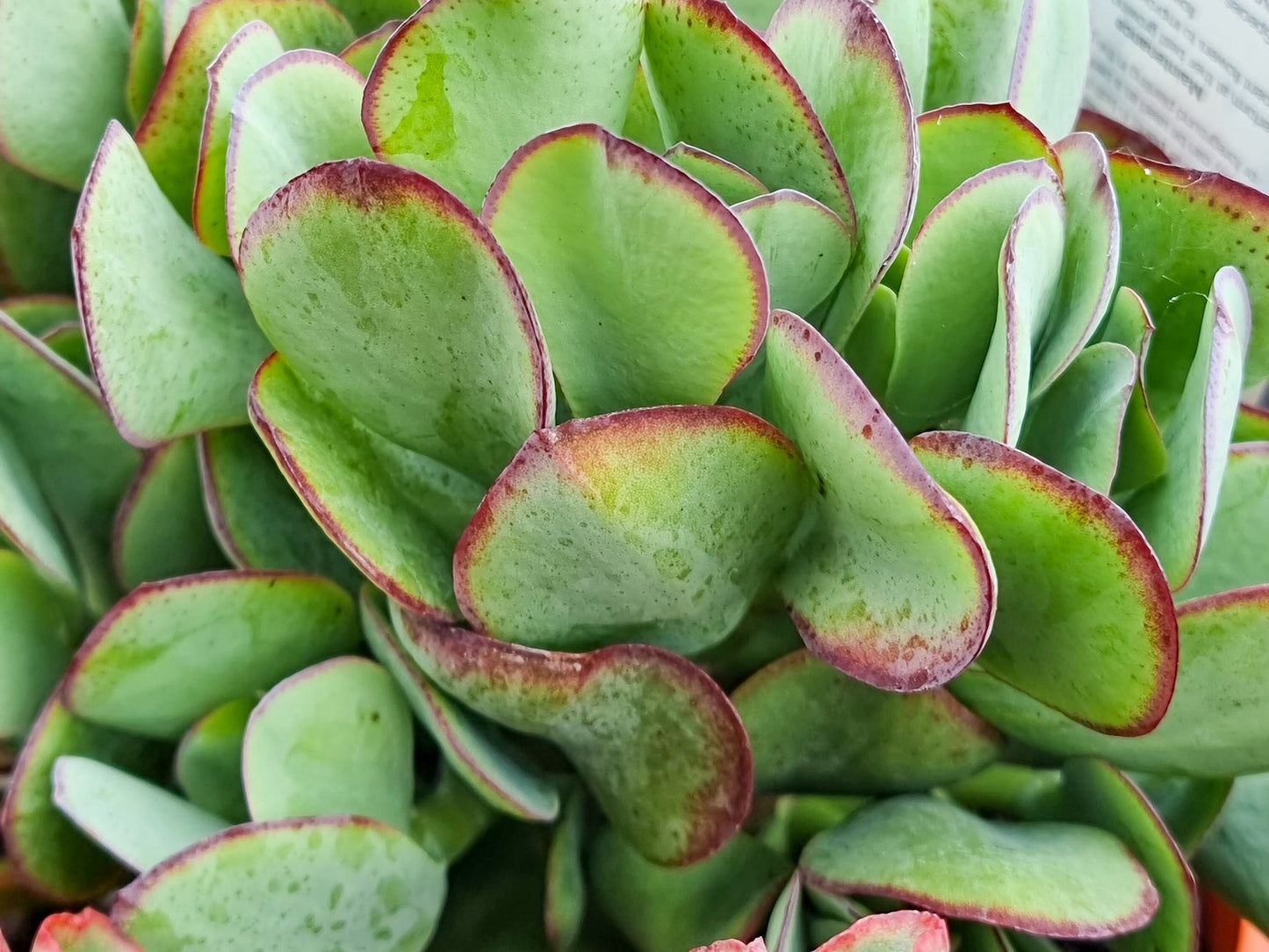 Crassula Ovata ‘Blue Bird’ (Blue Bird Jade Plant)