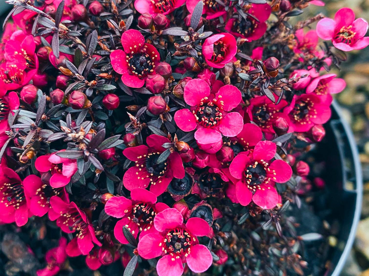 Leptospermum nanum rubrum (Dwarf Red Tea Tree)