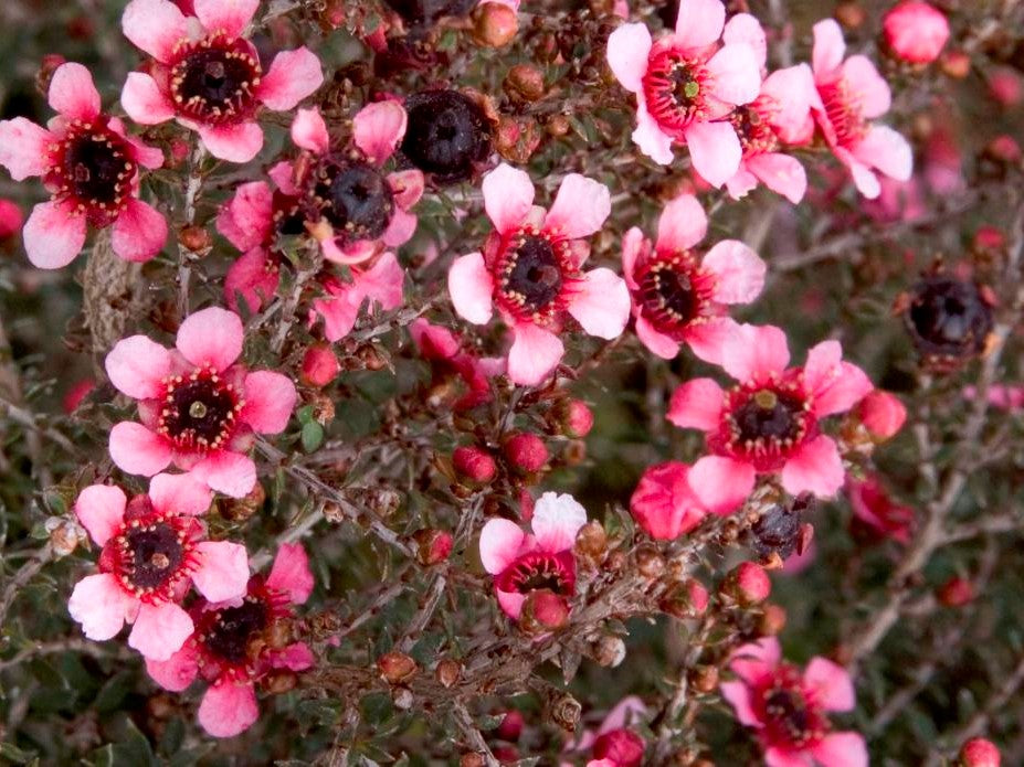 Leptospermum nanum rubrum (Dwarf Red Tea Tree)