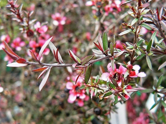Leptospermum nanum rubrum (Dwarf Red Tea Tree)