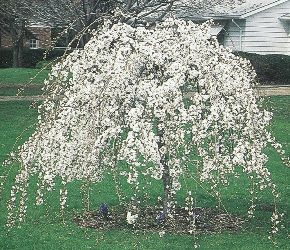 Prunus × Subhirtella ‘Snow Fountains’ (Snow Fountains Weeping Cherry)