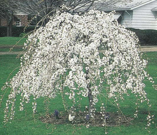 Prunus × Subhirtella ‘Snow Fountains’ (Snow Fountains Weeping Cherry)