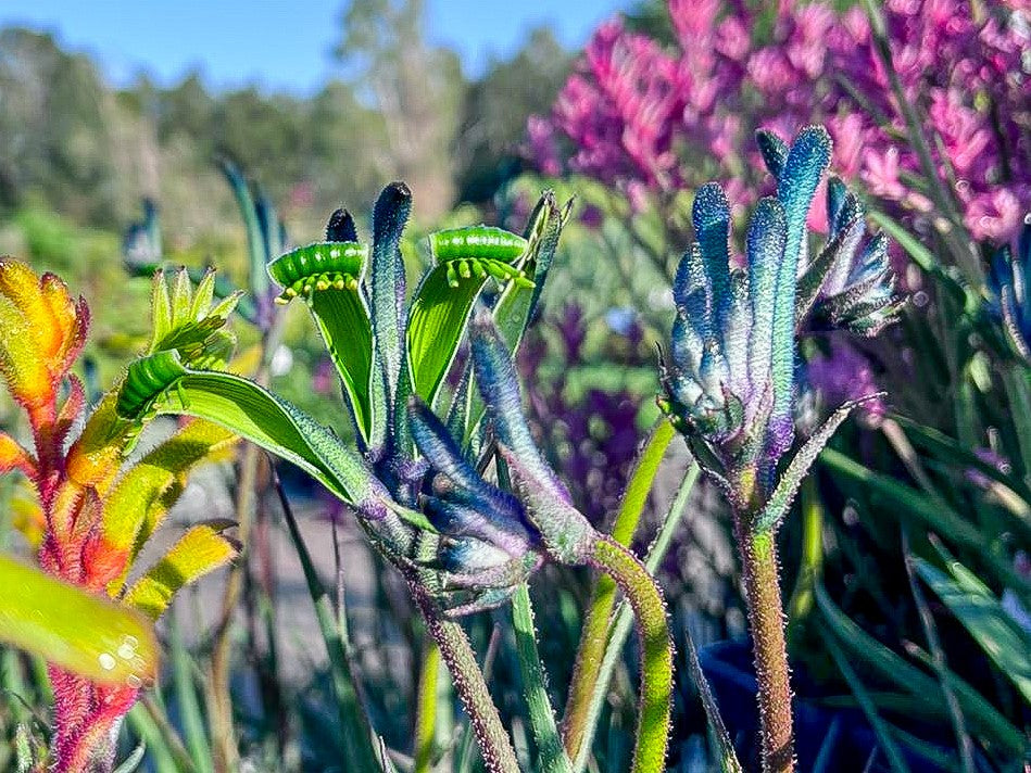 Anigozanthos Hybrid ‘Masquerade’ (Masquerade Kangaroo Paw)
