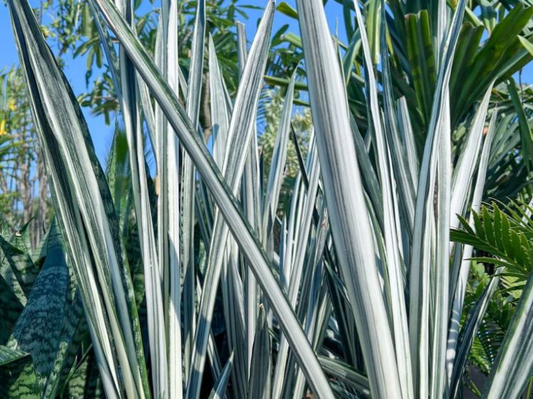 Sansevieria Trifasciata ‘Bantel’s Sensation’ (Bantel’s Snake Plant)