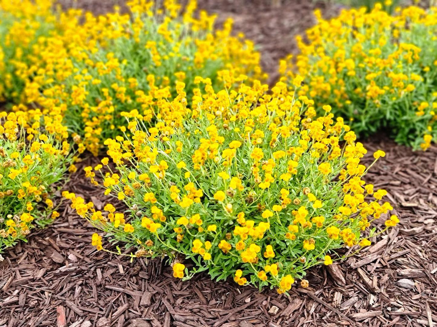 Chrysocephalum Apiculatum (Yellow Buttons)