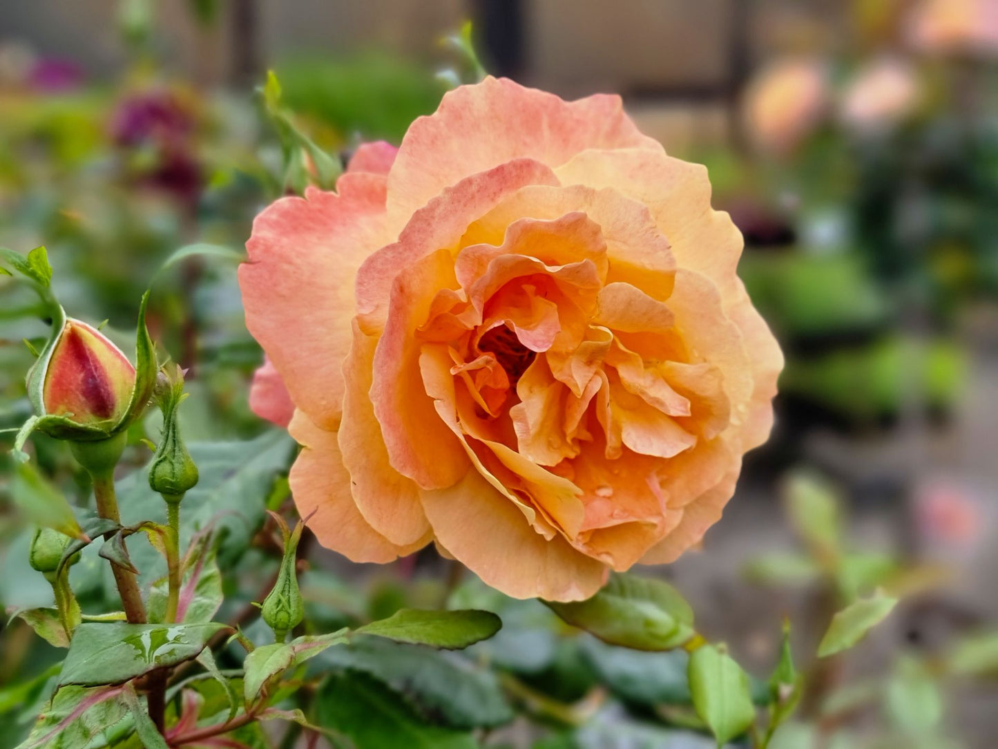 Rosa ‘My Yellow’ (Hybrid Tea Rose)