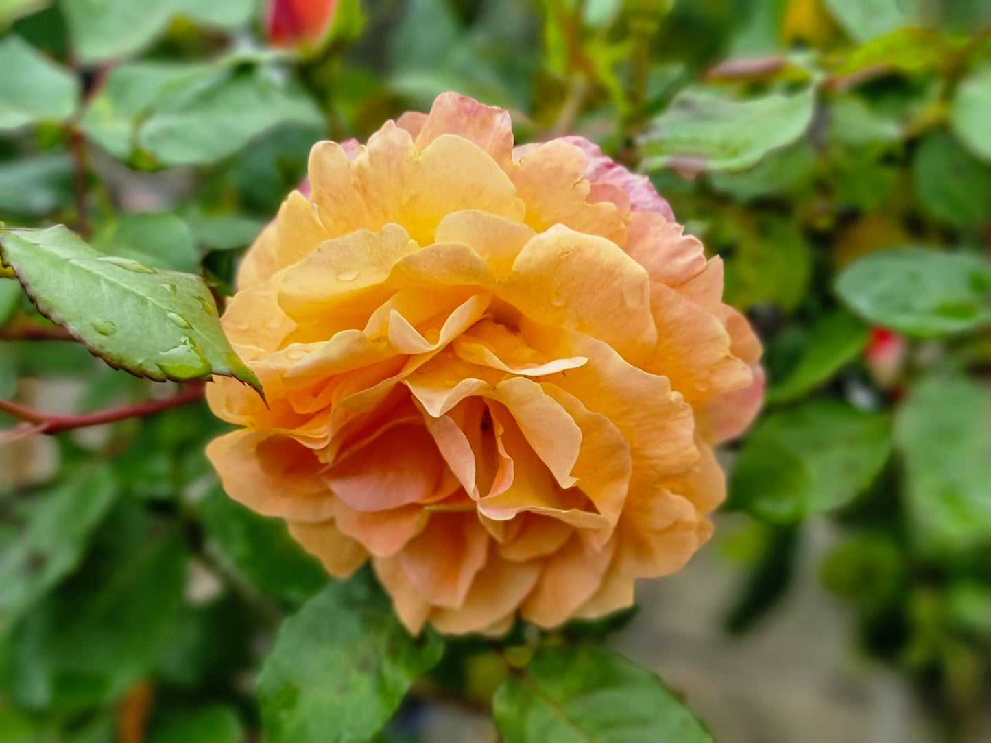 Rosa ‘My Yellow’ (Hybrid Tea Rose)