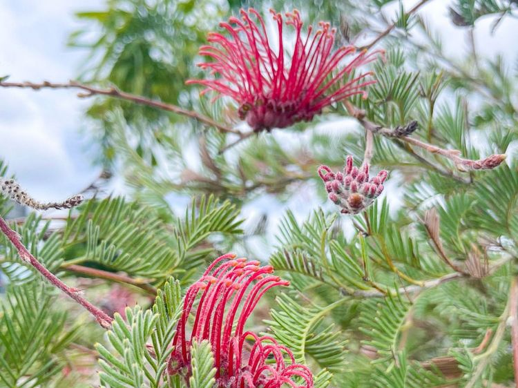Grevillea thyrsoides (Woolly Toothbrush Grevillea)