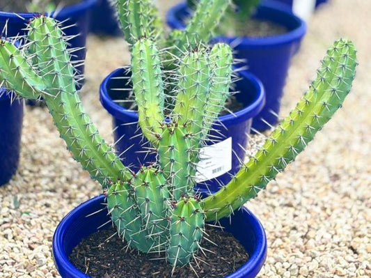 Myrtillocactus Cochal (Candelabra Cactus)