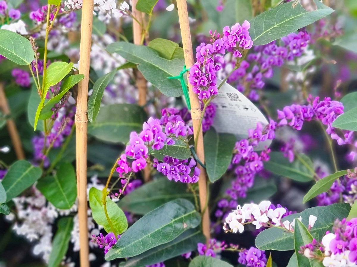 Hardenbergia violacea ‘Happy Duo’ (Happy Duo Native Sarsaparilla)