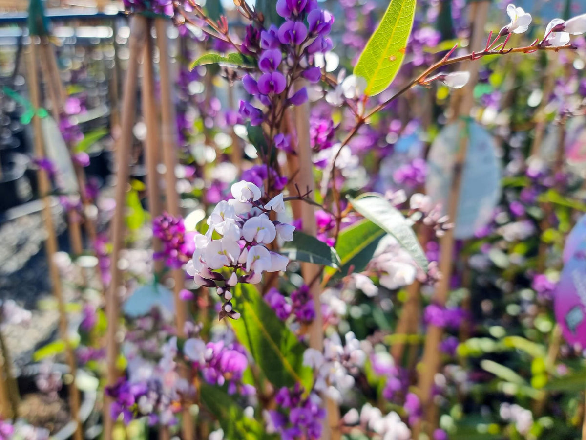 Hardenbergia violacea ‘Happy Duo’ (Happy Duo Native Sarsaparilla)
