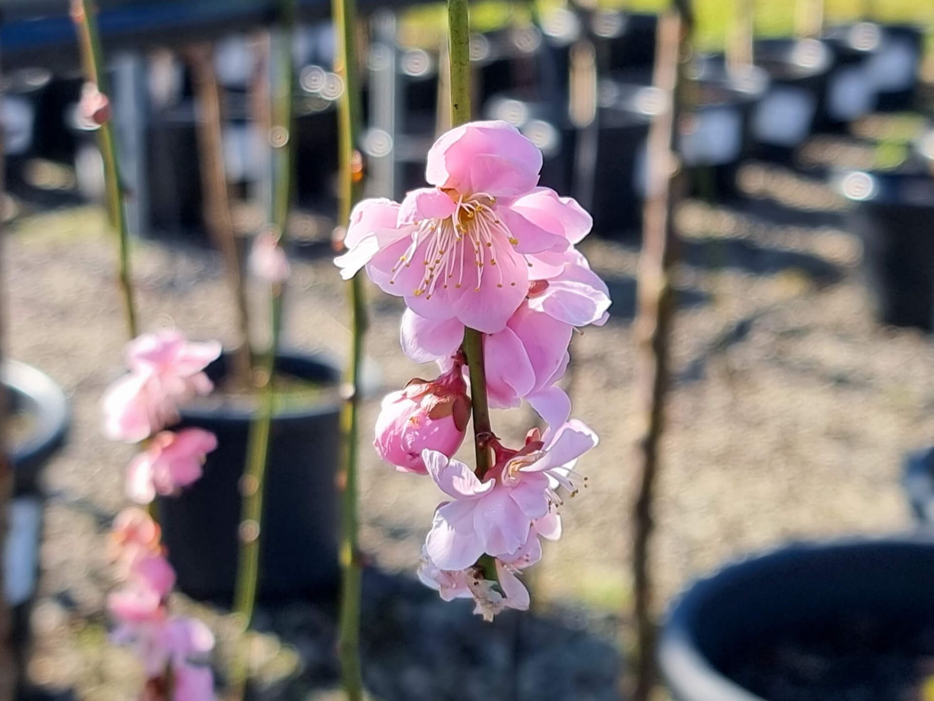 Prunus mume ‘Pendula’ (Weeping Apricot Pink)