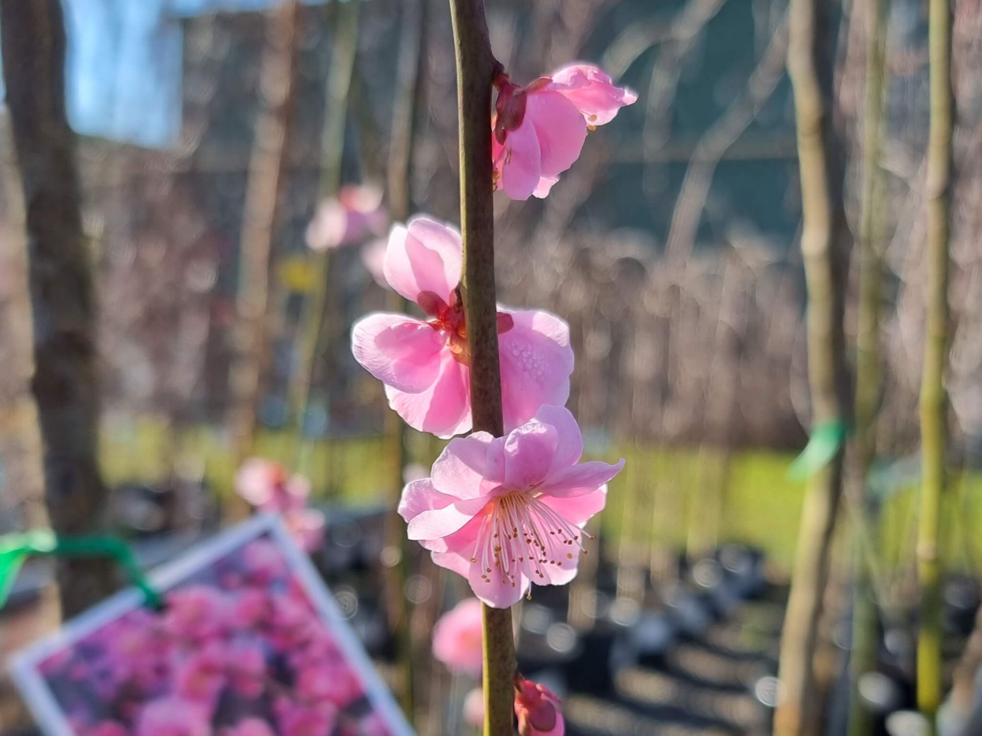 Prunus mume ‘Pendula’ (Weeping Apricot Pink)