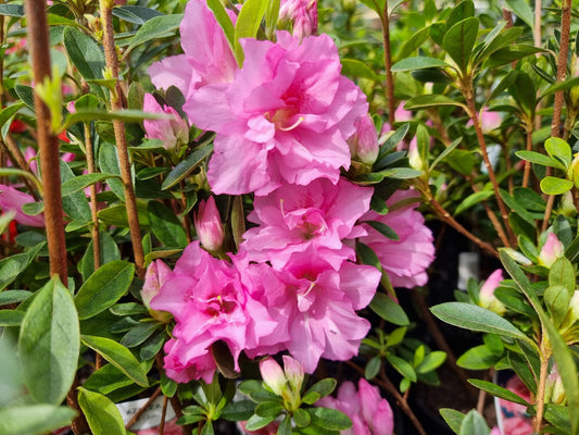 Rhododendron (Rose Queen Azalea)