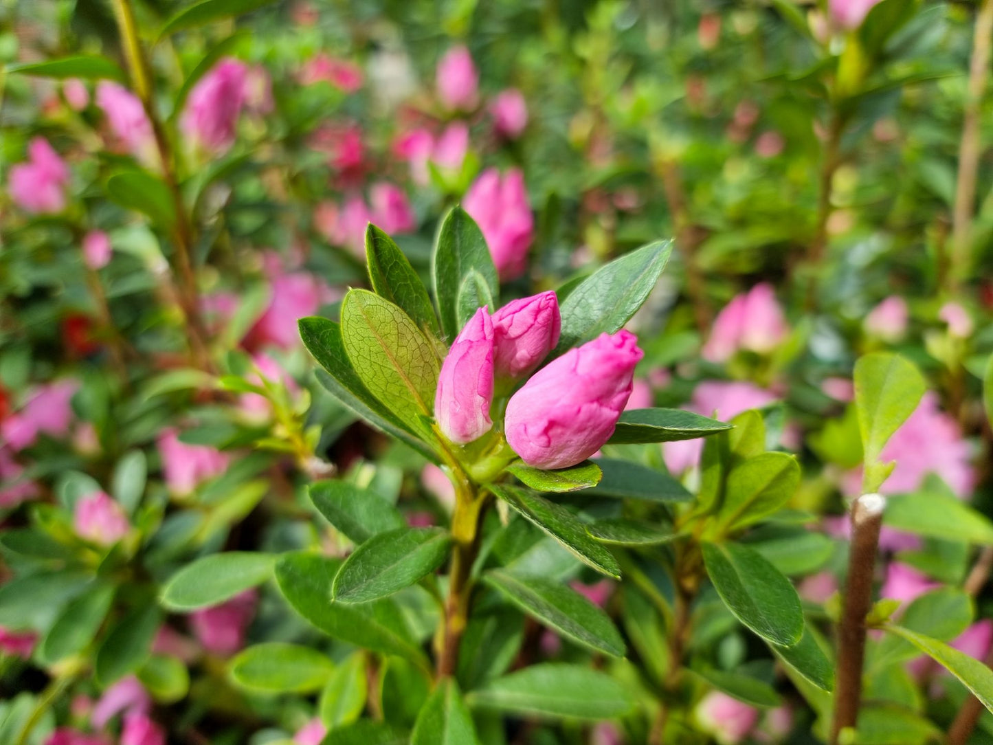 Rhododendron (Rose Queen Azalea)