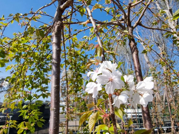 Prunus × subhirtella 'Pendula Alba' Standard (White Weeping Cherry Standard)