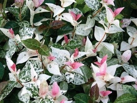 Trachelospermum jasminoides ‘Tricolour’ (Variegated Star Jasmine)