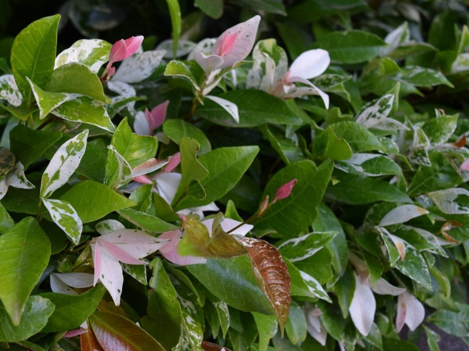 Trachelospermum jasminoides ‘Tricolour’ (Variegated Star Jasmine)