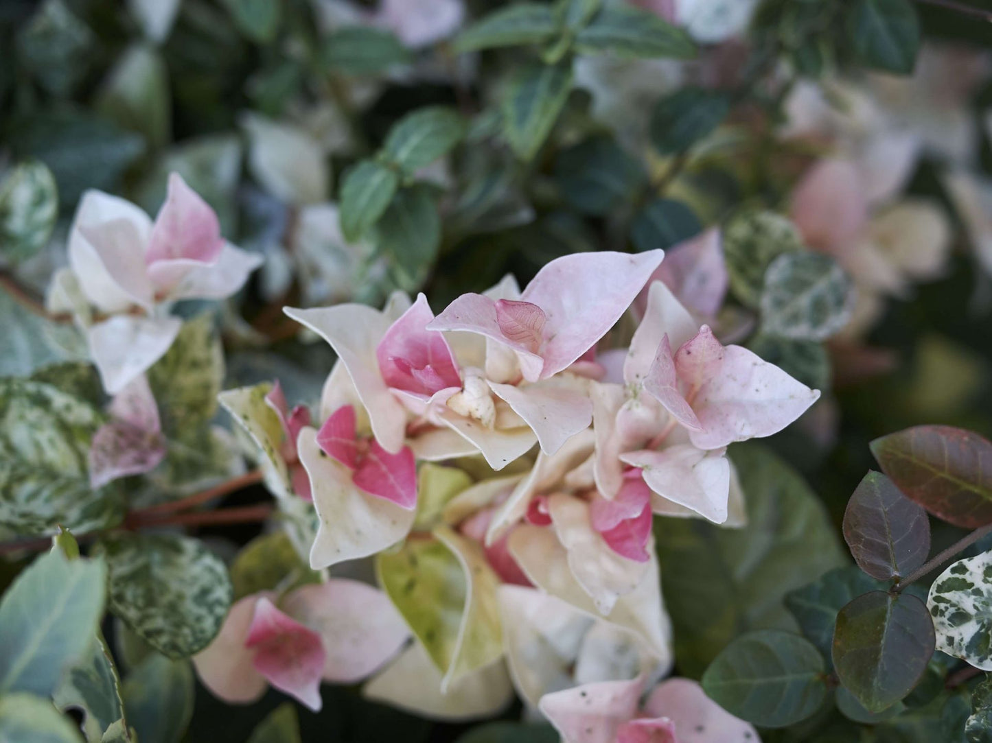 Trachelospermum jasminoides ‘Tricolour’ (Variegated Star Jasmine)