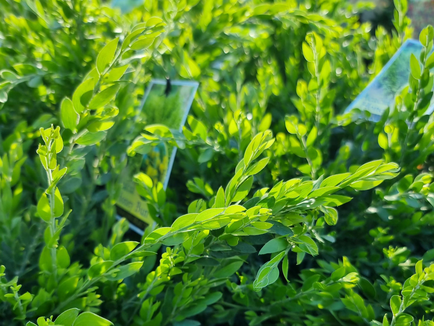 Acacia Howittii 'Honey Bun' (Wattle)