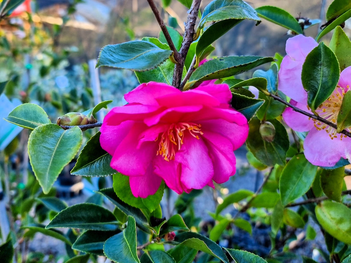 Camellia Sasanqua ‘Dazzler’ (Dazzler Camellia)