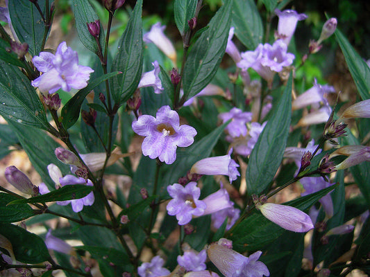 Strobilanthes anisophyllus ‘Goldfussia’ (Gold Fussia)