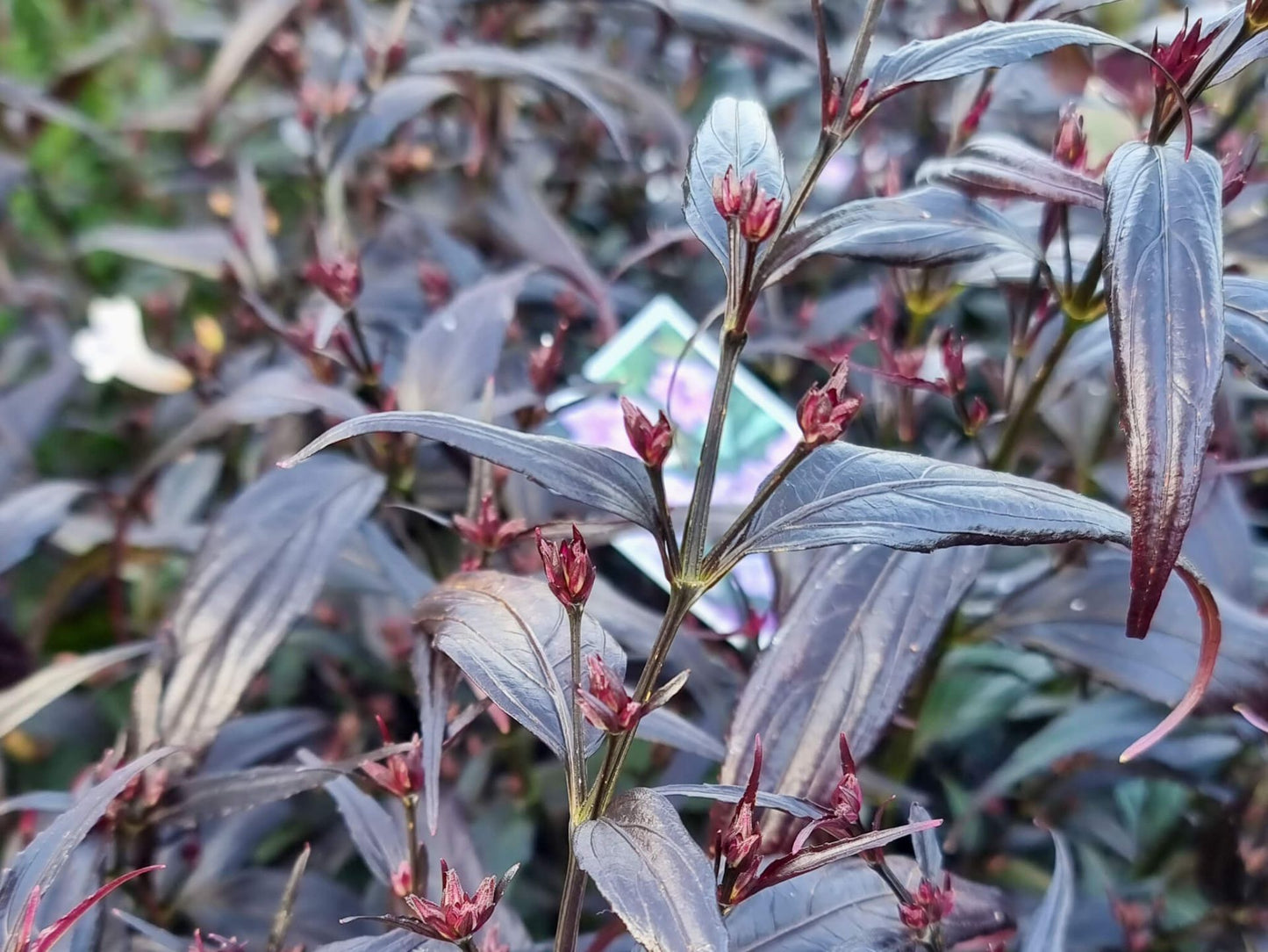 Strobilanthes anisophyllus ‘Goldfussia’ (Gold Fussia)