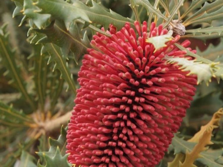 Banksia Caleyi (Caley’s Banksia)