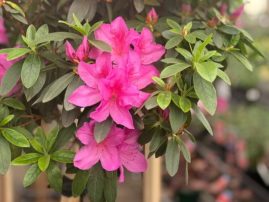 Rhododendron indicum (Magnifica Azalea)
