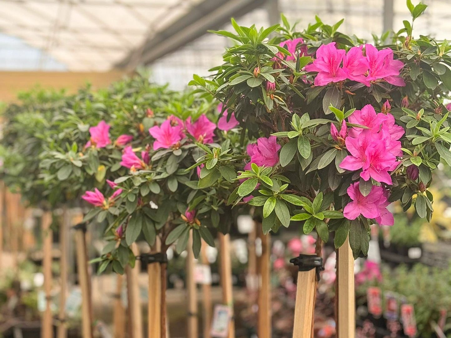 Rhododendron indicum (Magnifica Azalea)