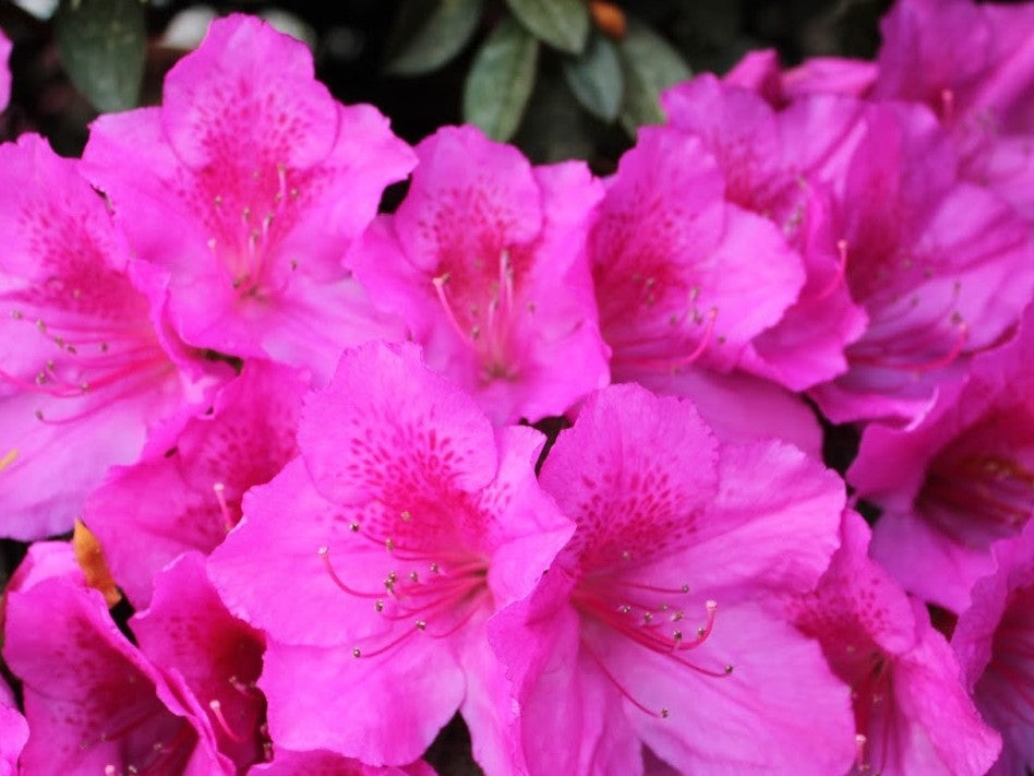 Rhododendron indicum (Magnifica Azalea)