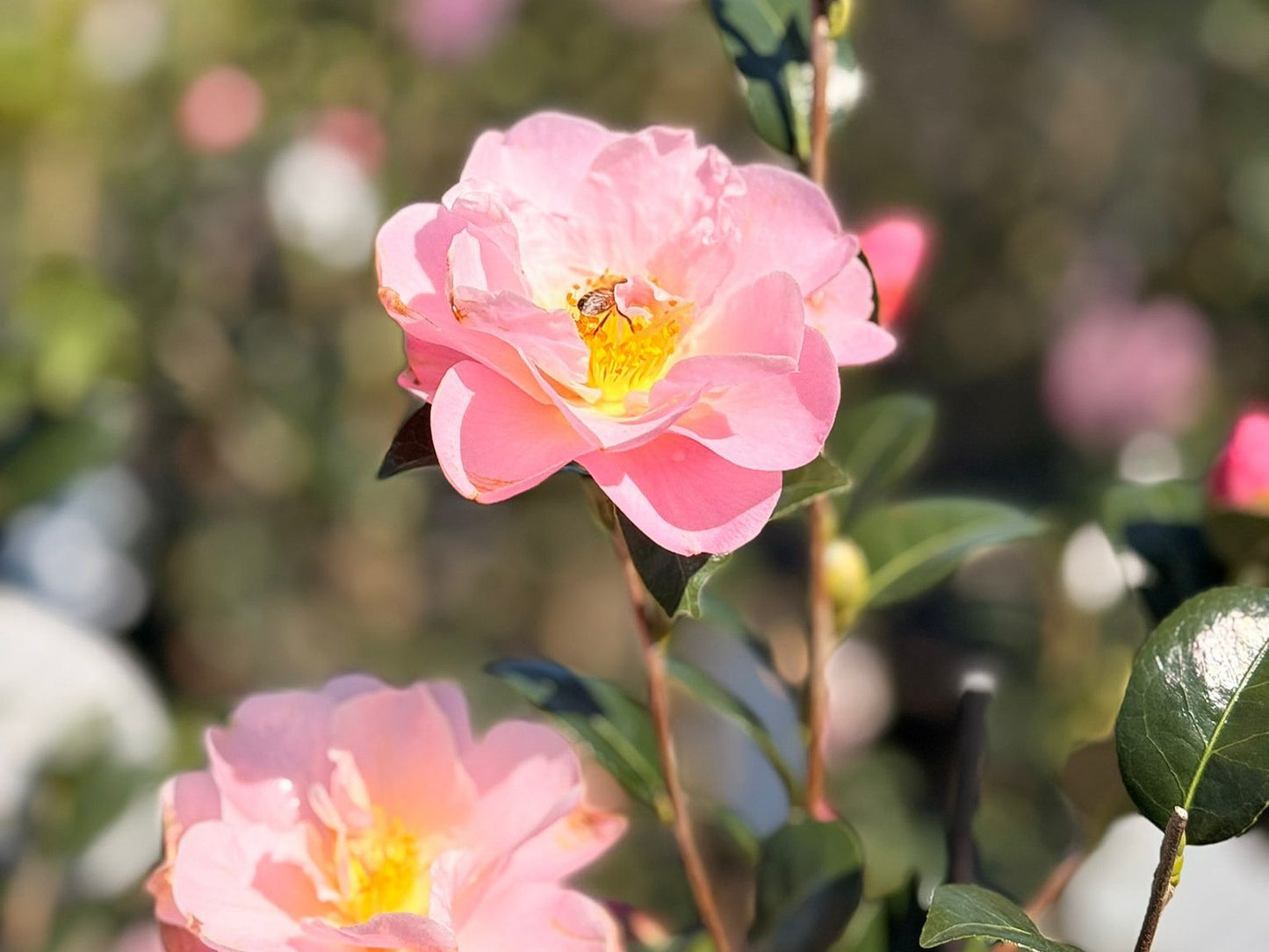 Camellia japonica ‘Nicky Crisp’