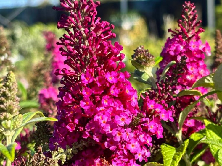 Buddleja Davidii ‘Cran Razz’ (Cran Razz Butterfly Bush)