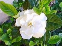Gardenia augusta ‘Aimee Yoshiba’ (Fragrant Gardenia)