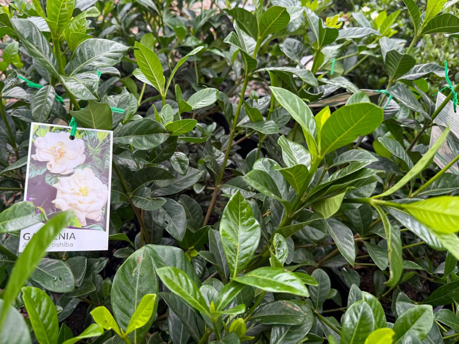 Gardenia augusta ‘Aimee Yoshiba’ (Fragrant Gardenia)