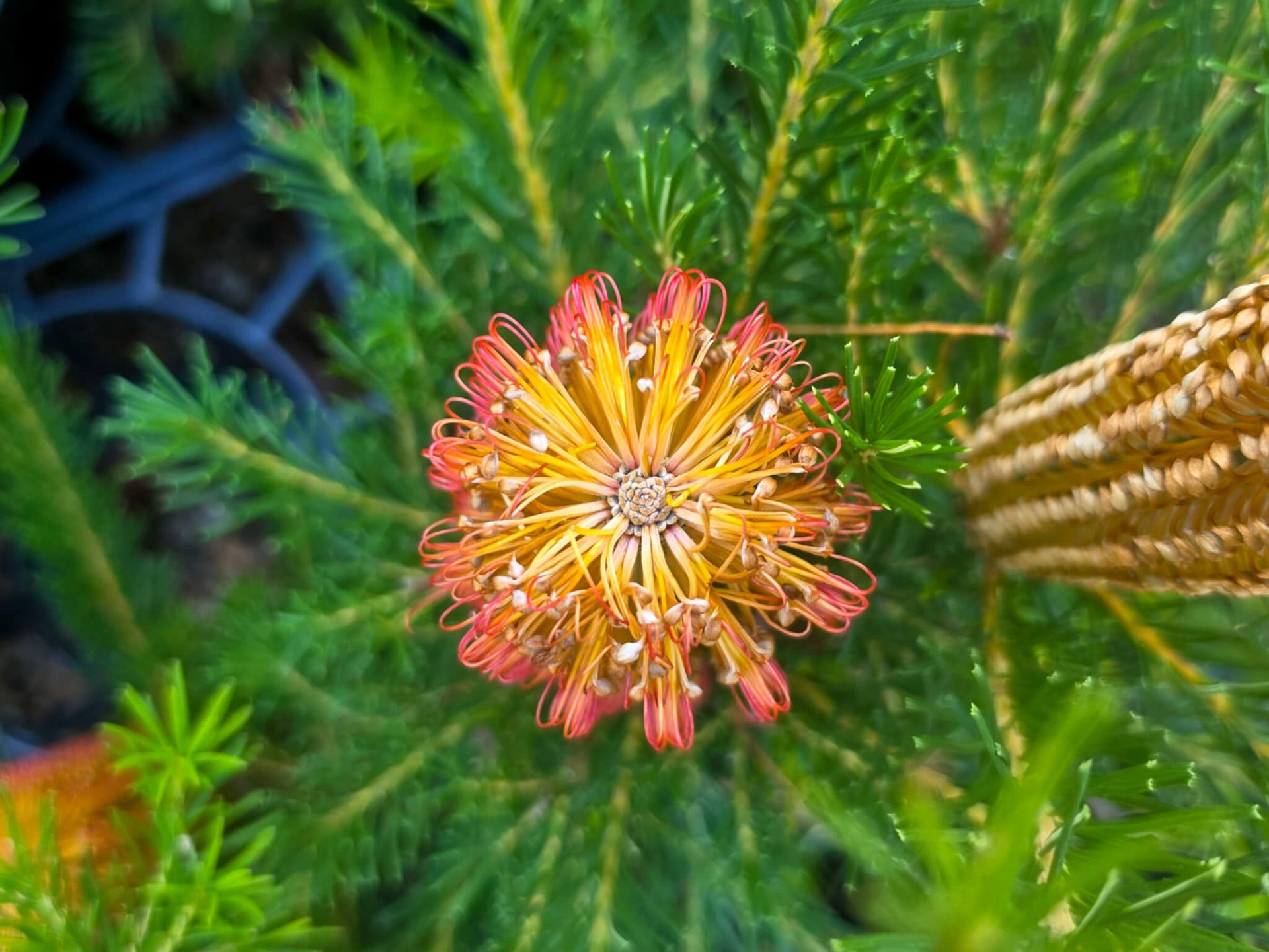Banksia ‘Birdsong’ (Petite Banksia / Banksia Hybrid)