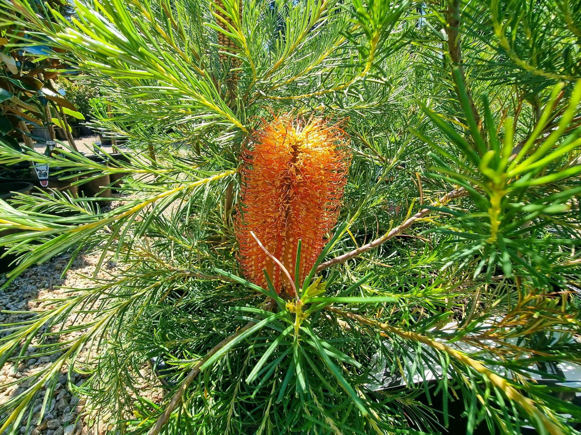 Banksia ‘Birdsong’ (Petite Banksia / Banksia Hybrid)