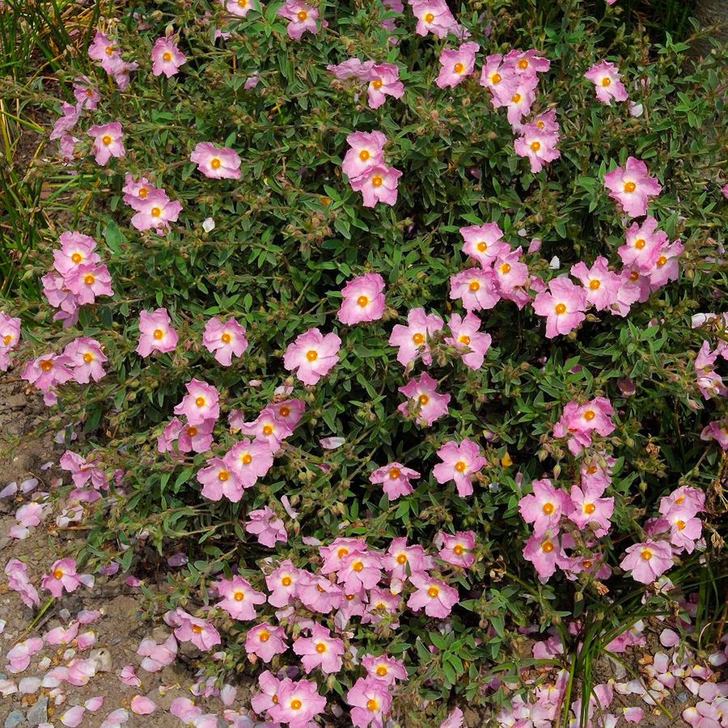 Cistus × Purpureus (Silver Pink Rock Rose)