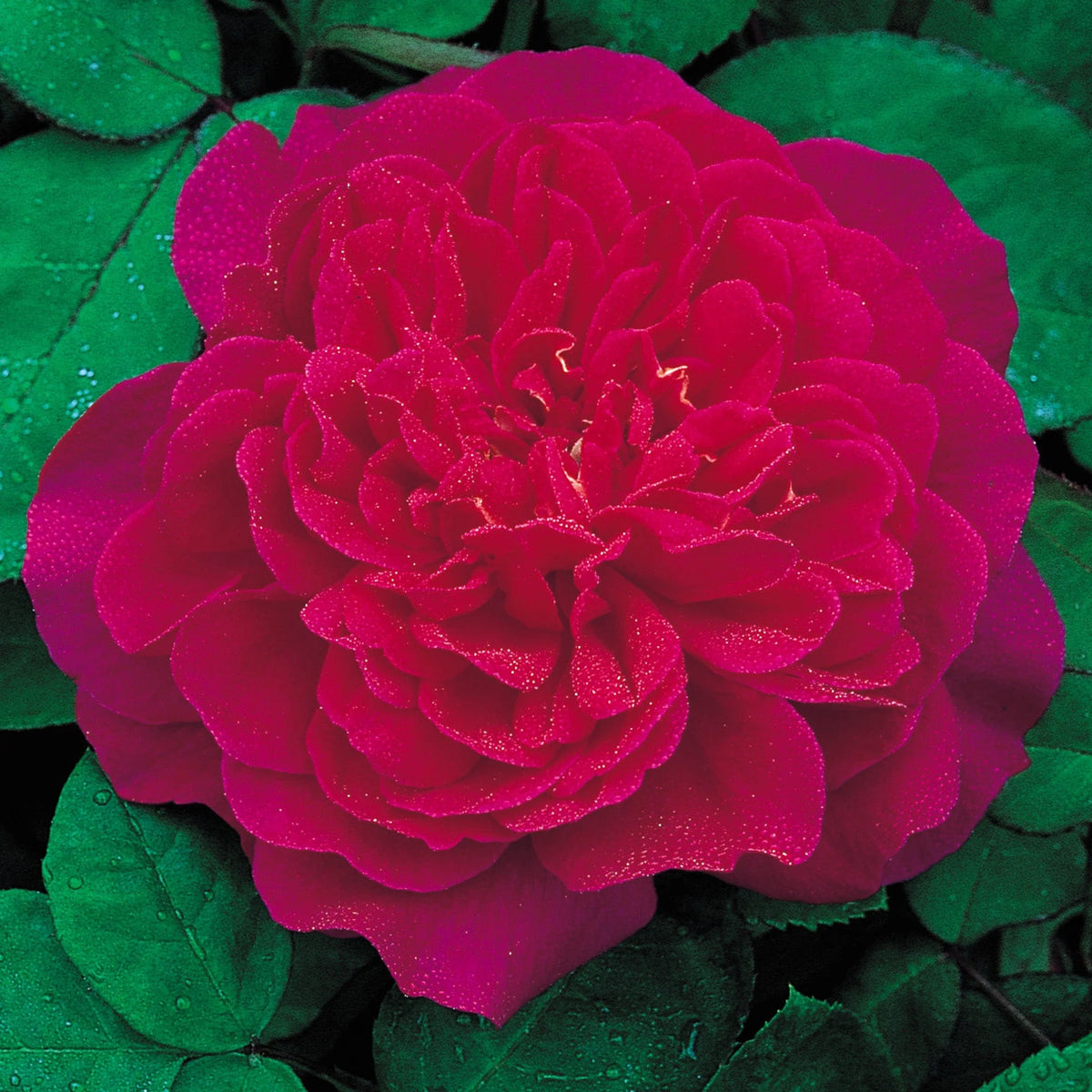 Rosa 'Sophy's Rose' (English Shrub Rose)