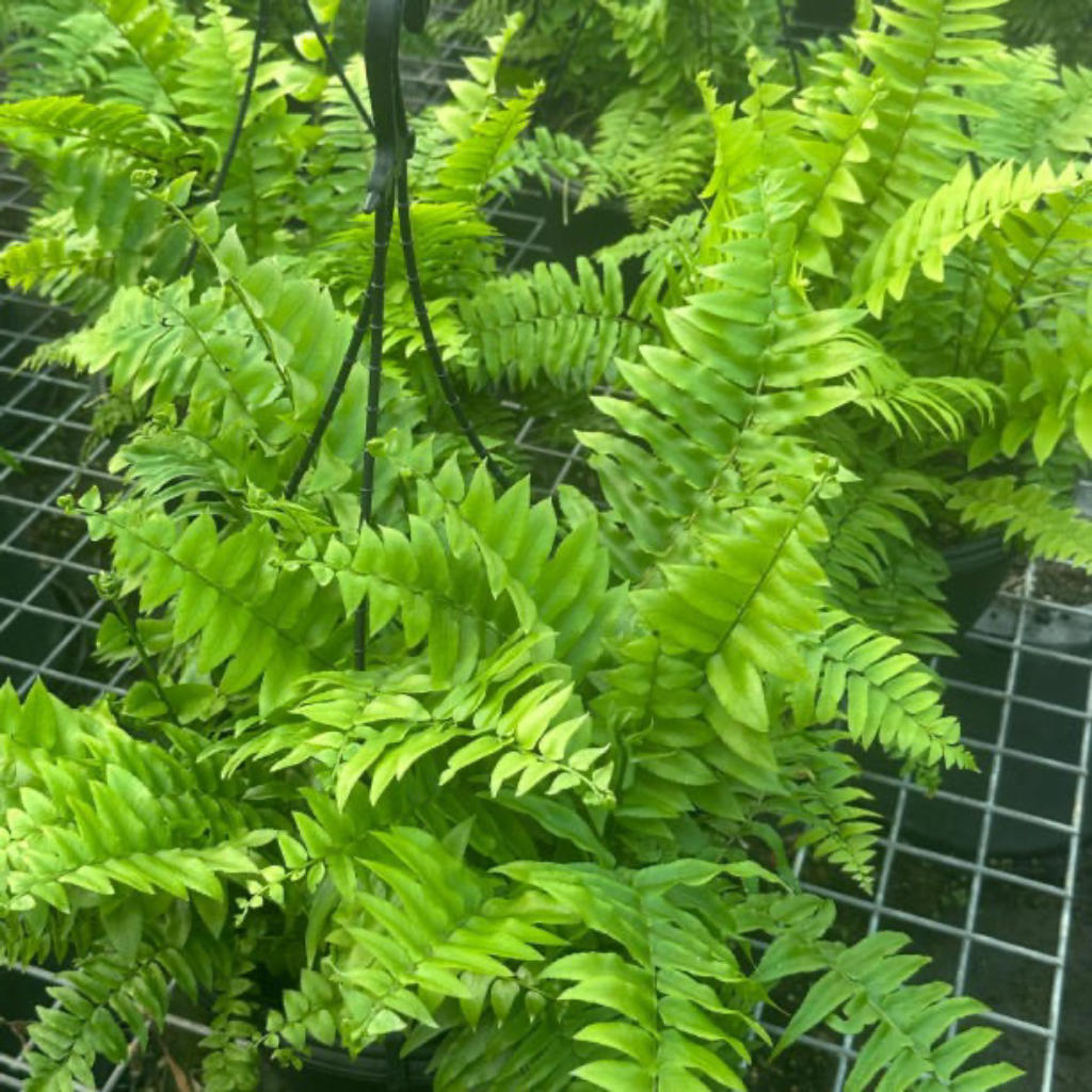 Nephrolepis Biserrata (Macho Hanging Baskets)