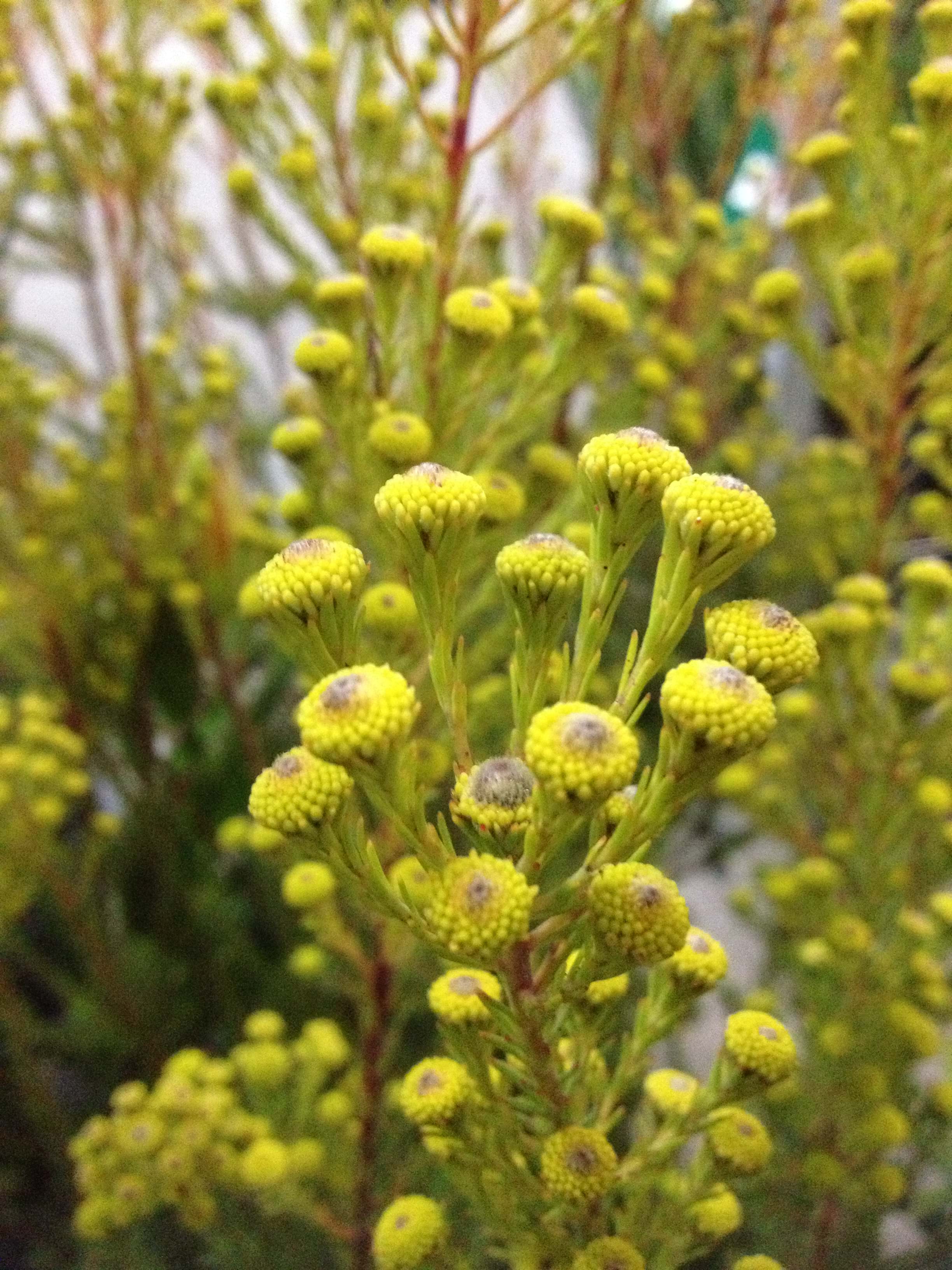 Leucadendron Laxum ‘Golden Fireworks’ (Golden Fireworks Conebush)