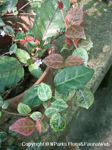 Trachelospermum jasminoides Tricolor (Tricolour)