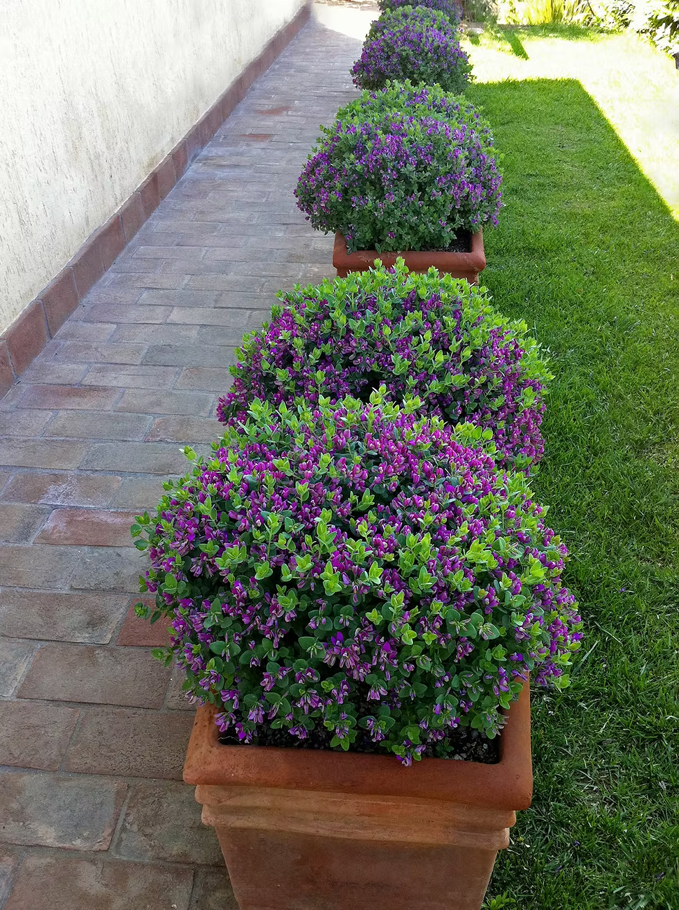 Polygala × Dalmaisiana ‘Little Polly’ (Little Polly Sweet Pea Shrub)