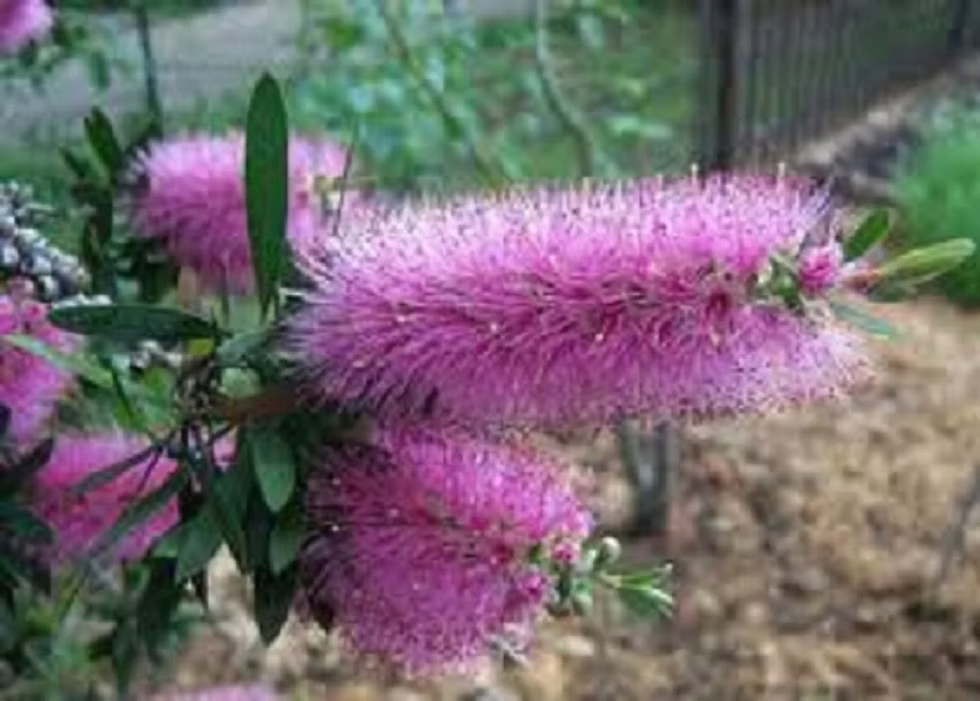 Callistemon ‘Purple Splendour’ (Purple Splendour Bottlebrush)