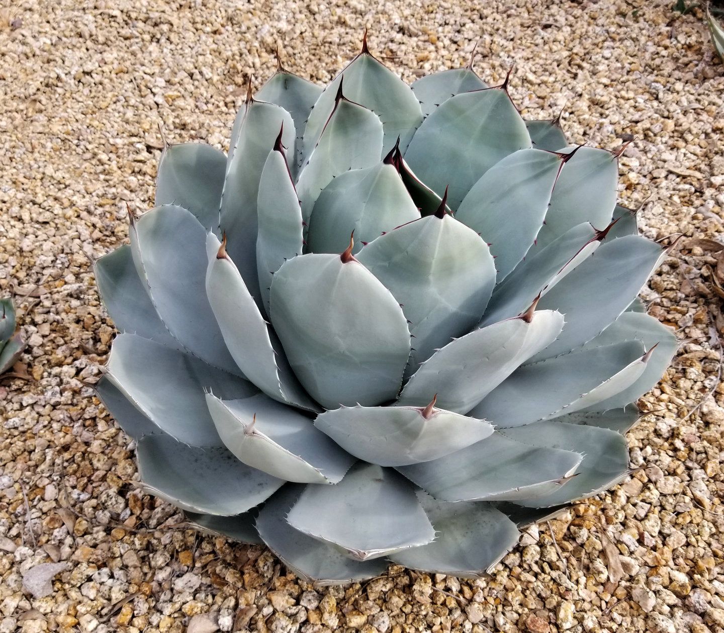 Agave Parryi Var. Truncata (Artichoke Agave)