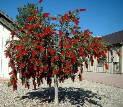 Callistemon Viminalis ‘Prolific’ (Prolific Bottlebrush)