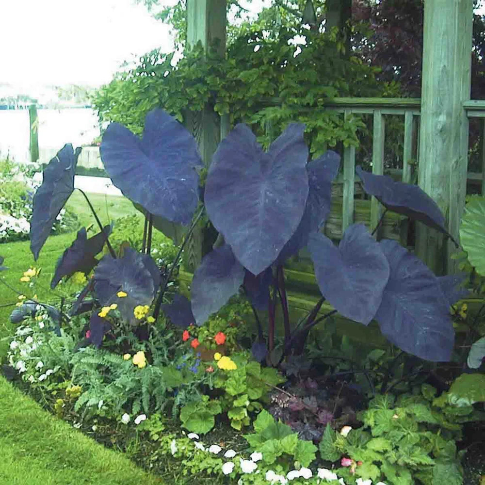 Colocasia esculenta ‘Black Magic’ (Black Magic Elephant Ear)