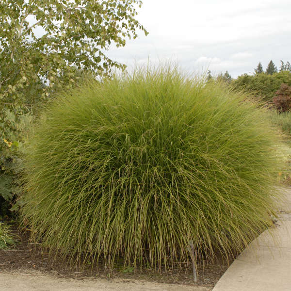 Miscanthus sinensis ‘Gracillimus’ (Maiden Grass / Silver Feather Grass)
