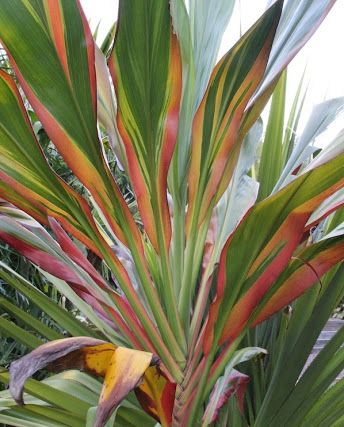 Cordyline Fruticosa 'Schubertii' (Schubert Ti Plant)