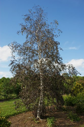 Betula populifolia 'Royal Frost' (Royal Frost Birch)